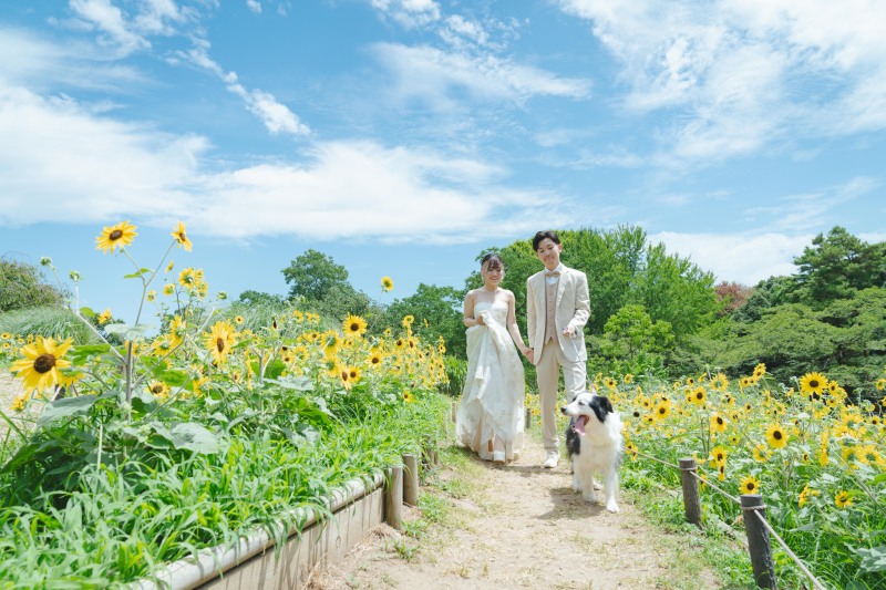 ひまわりの季節!