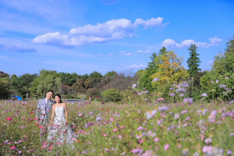 青空とコスモスで