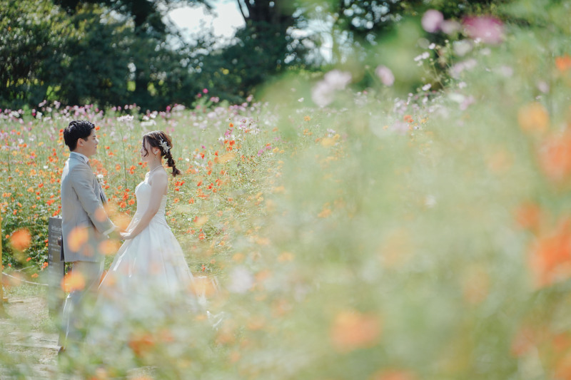 キラキラコスモス