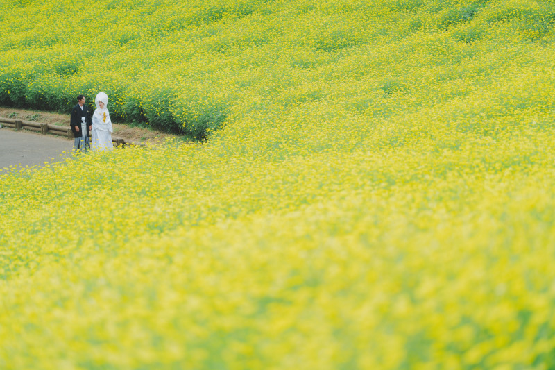日本庭園とコスモス10