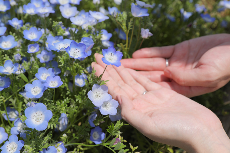 ネモフィラと。