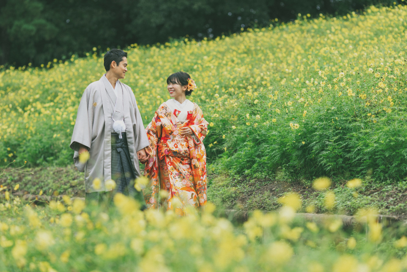 キバナコスモス