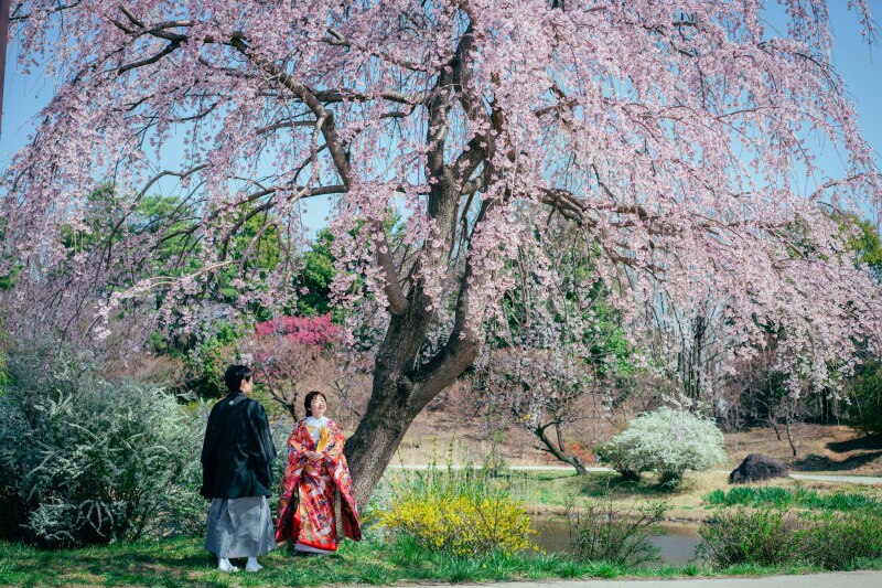 桜とういう花火