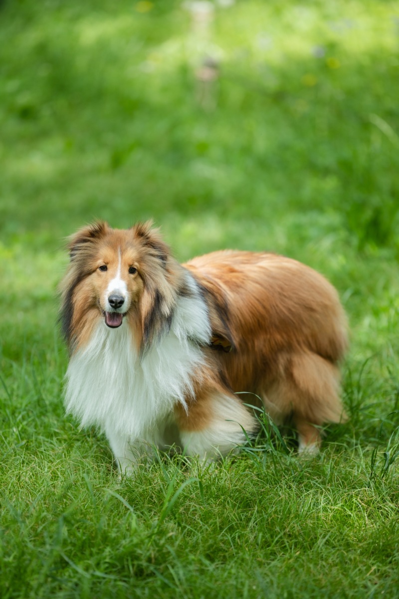 愛犬と一緒に