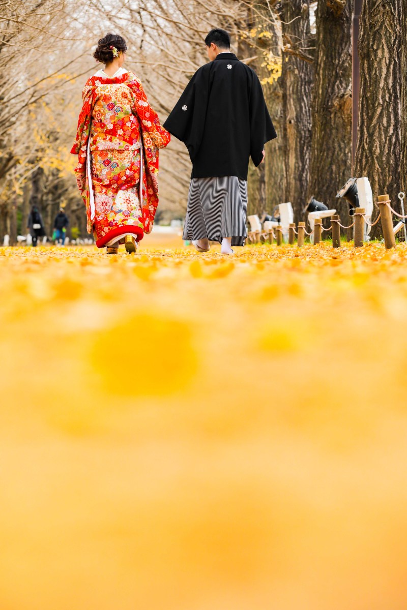 イチョウの絨毯