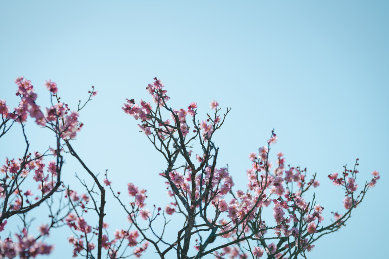梅の花