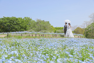 ネモフィラ季節到来！！