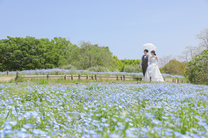 ネモフィラ季節到来!!