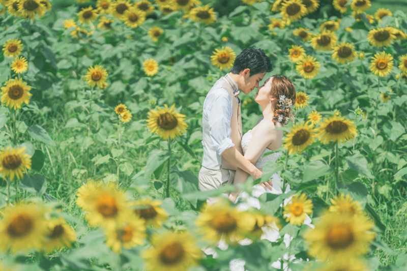 ハイブリッドサンフラワー