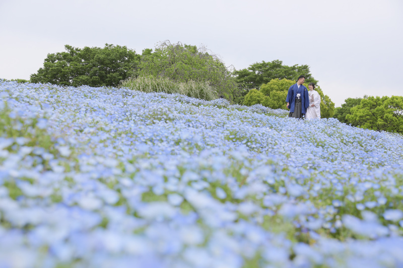 ネモフィラ一面!