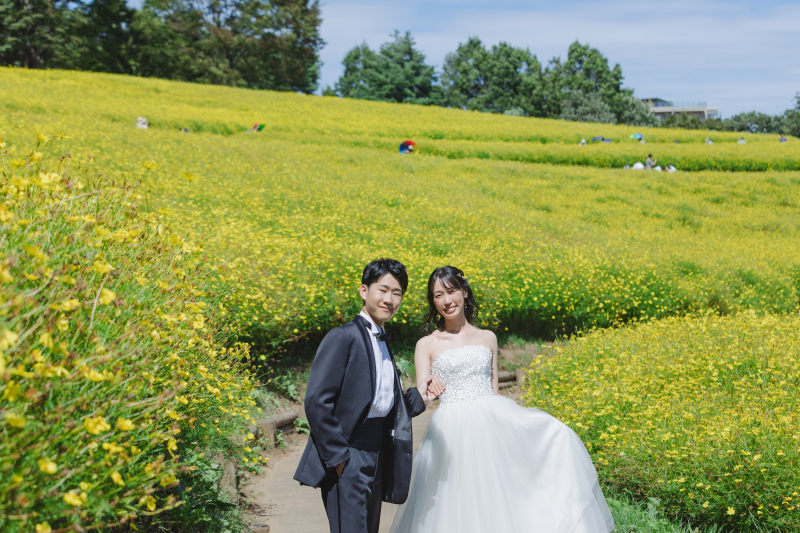 キバナコスモス