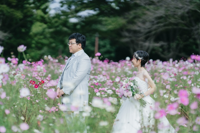 コスモスの花畑