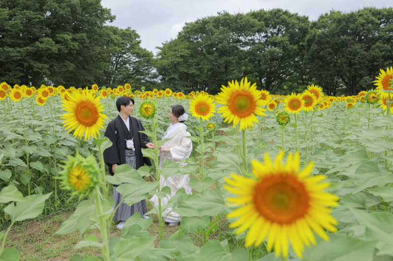一面ひまわりと。