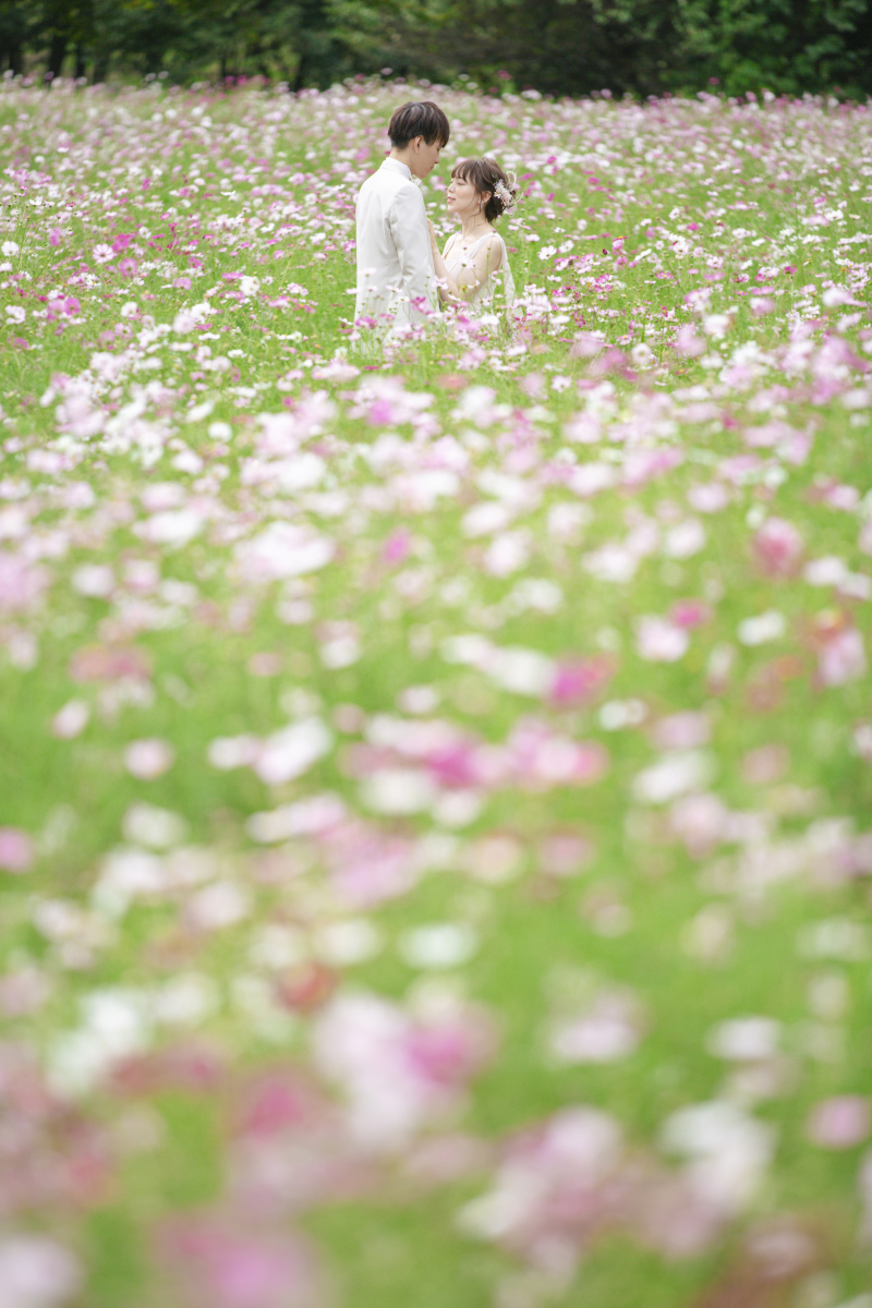 コスモスの中に