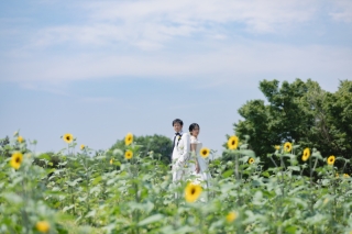 新緑とひまわり