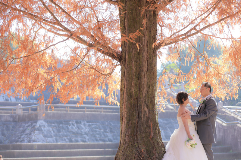 メタセコイヤの下で