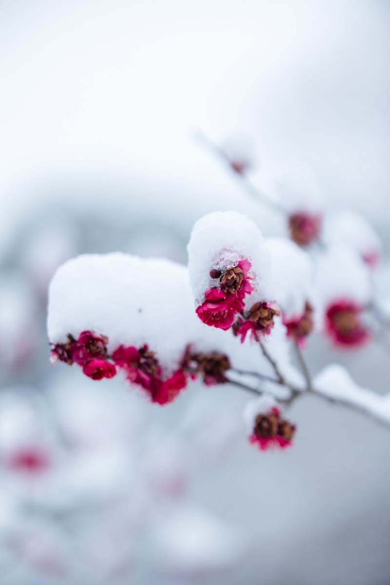 雪と梅