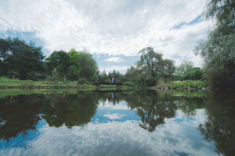 日本庭園とコスモス6