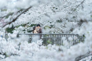昭和記念公園　桜ロケーション