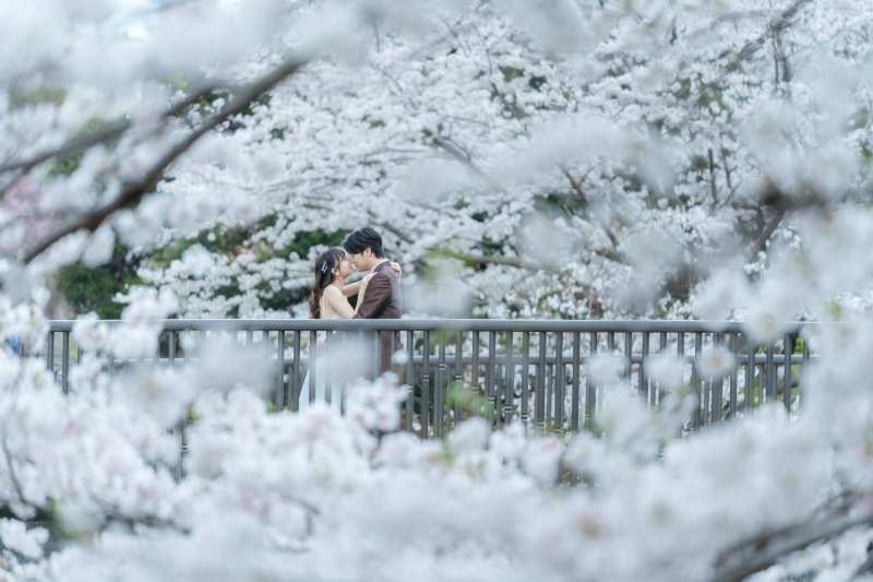 昭和記念公園 桜ロケーション