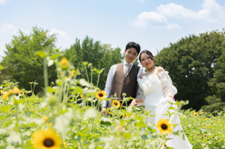 昭和記念公園の8月のひまわり
