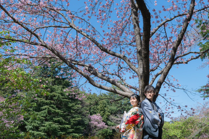 桜の木と青空と