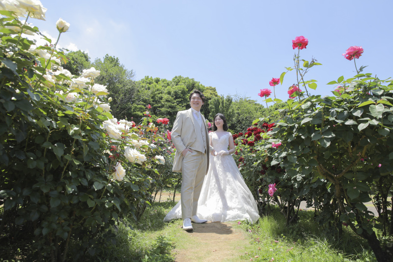 京成バラ園に行って来ました！