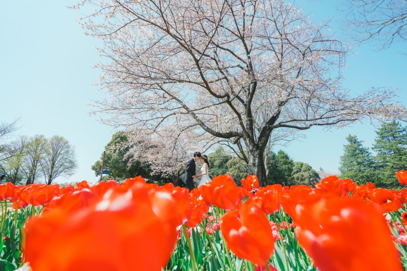 チューリップと