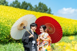 今が旬！黄色のコスモス（黄花）