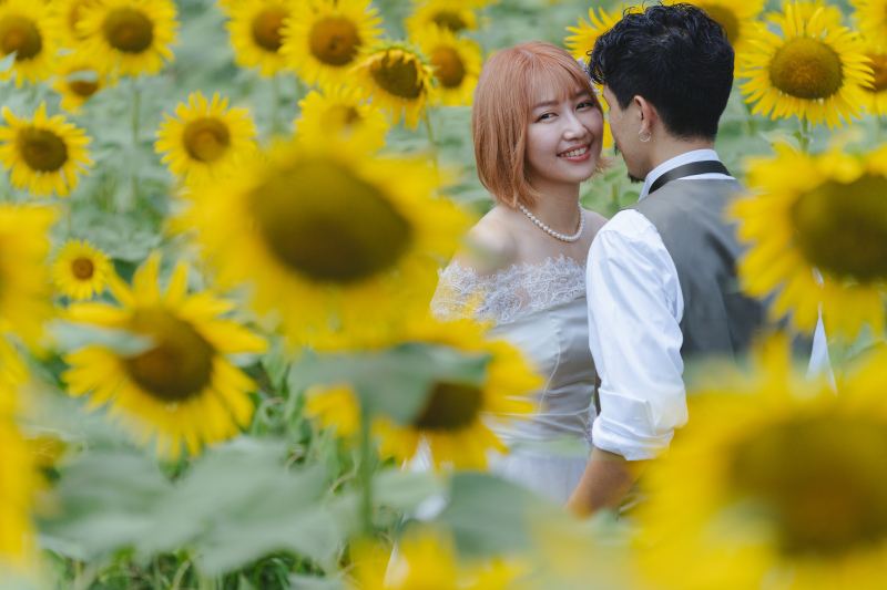 ひまわりに埋もれて