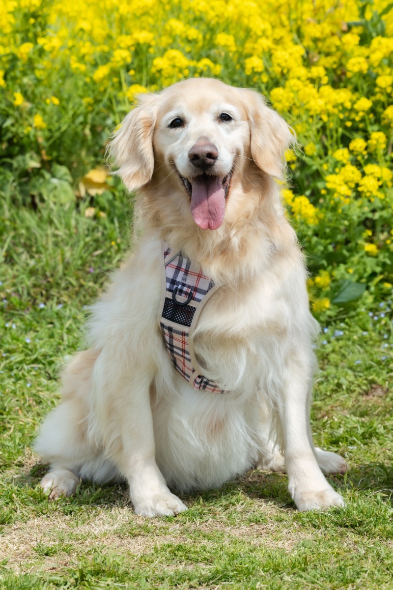 愛犬と叶えるウェディングフォト