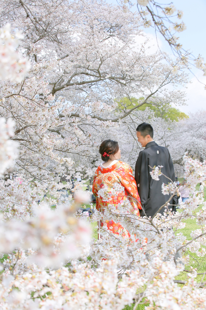 桜×赤の色打掛の後ろ姿。