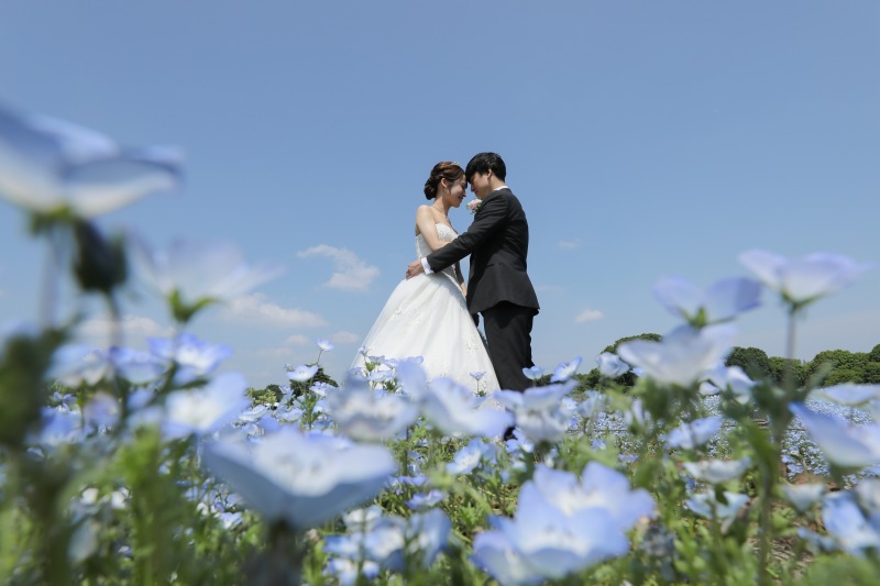 青空とネモフィラ