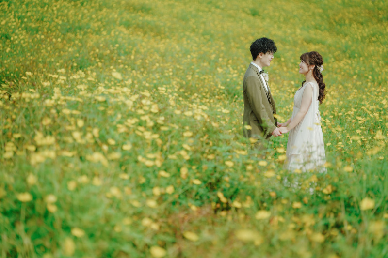 キバナコスモス