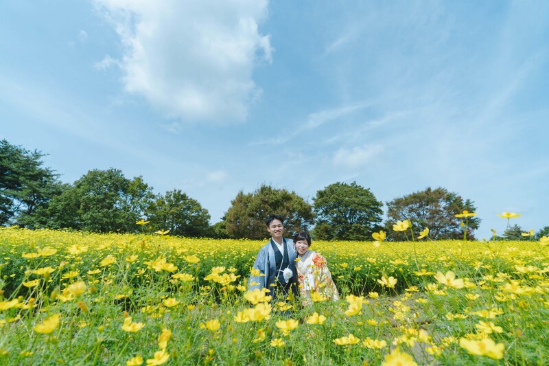 コスモスシーズン