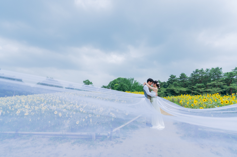 ひまわりとベール