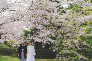 桜満開の昭和記念公園