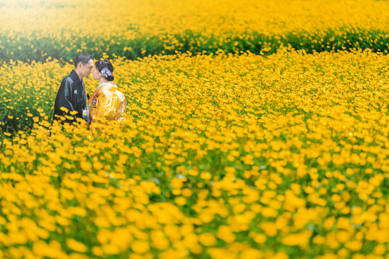 キバナコスモス　