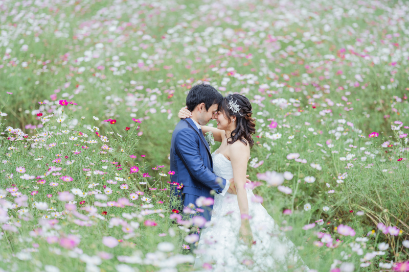 コスモスに包まれて