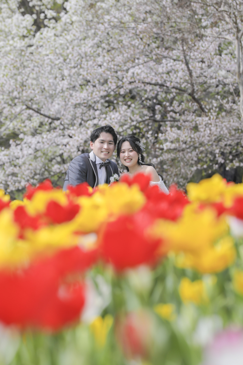 桜とチューリップと。