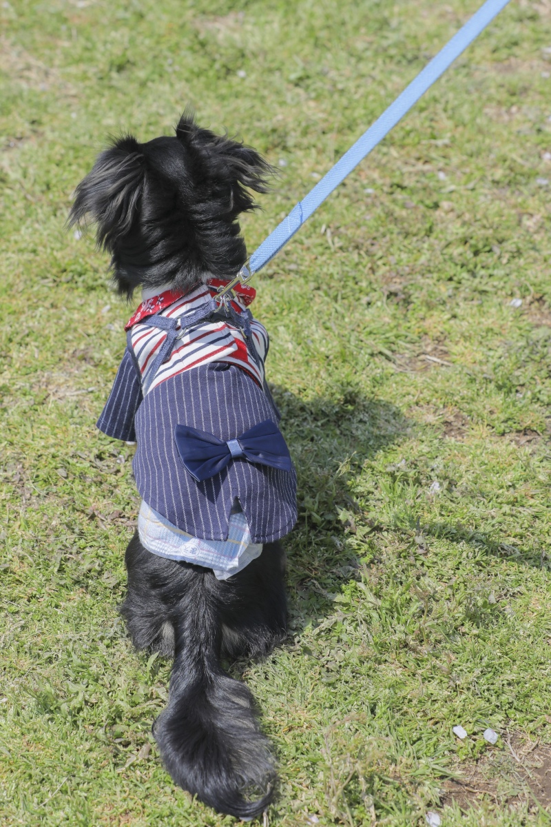 愛犬もおめかし♡