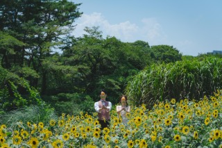 新緑＋ひまわり！