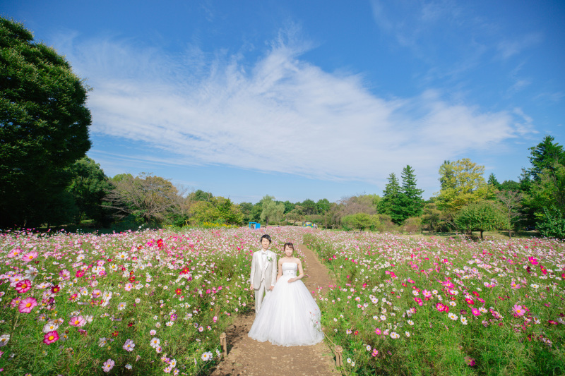 コスモスと一緒に