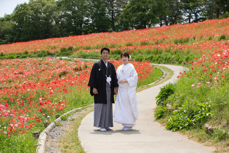 ポピーの花畑