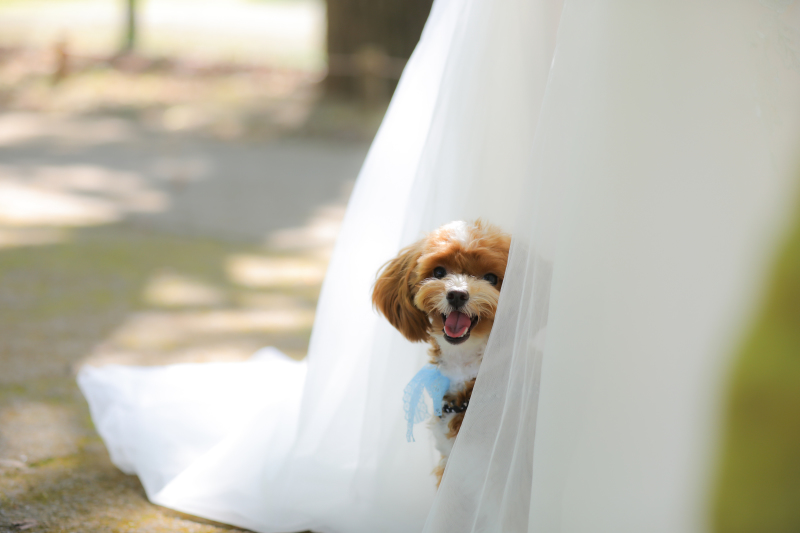 ひょっこりワンチャン