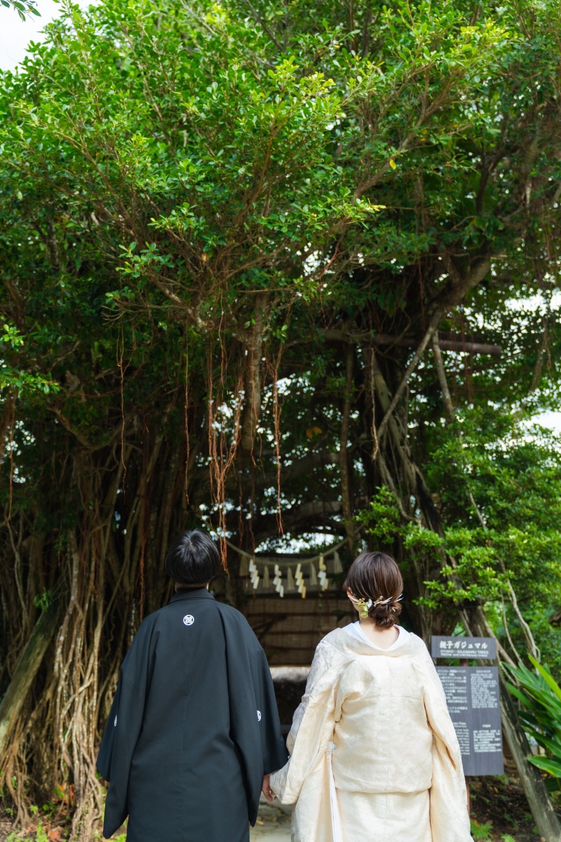 親子カジュマルの木