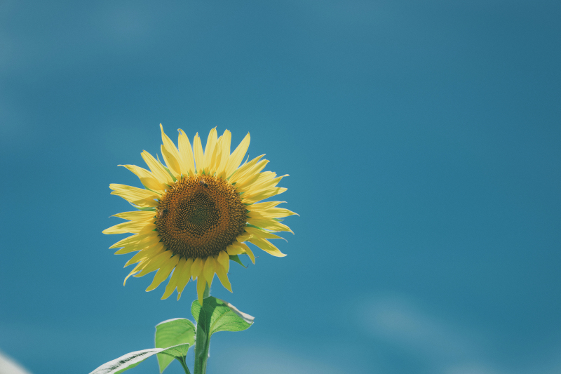 ひまわりと青空