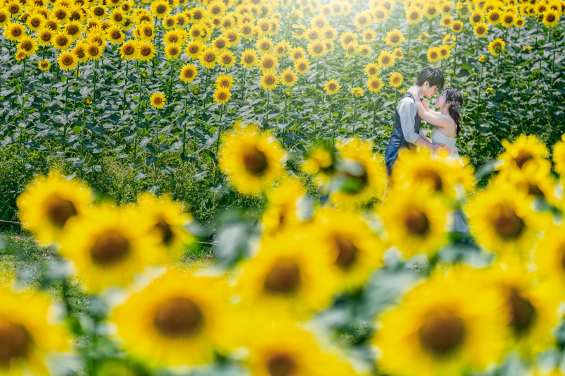 たくさんのひまわりと