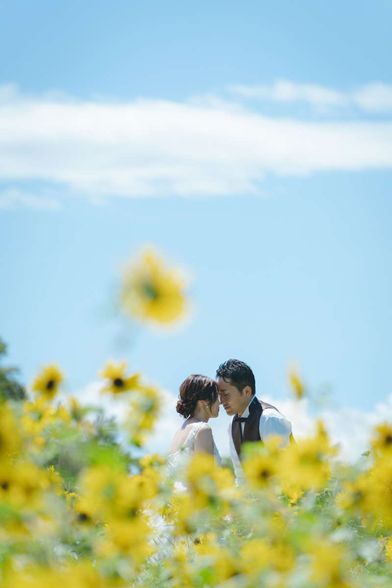 たくさんのひまわりと