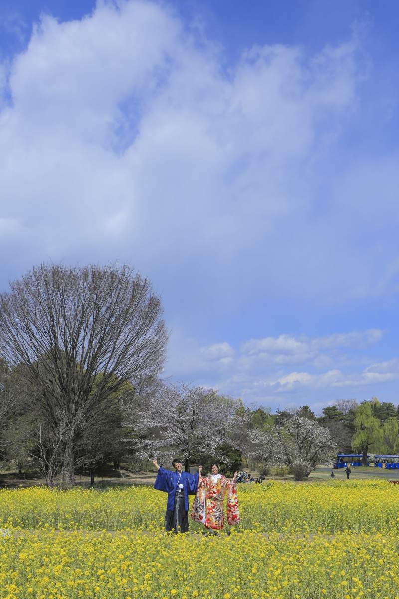 菜の花と青空コラボも!